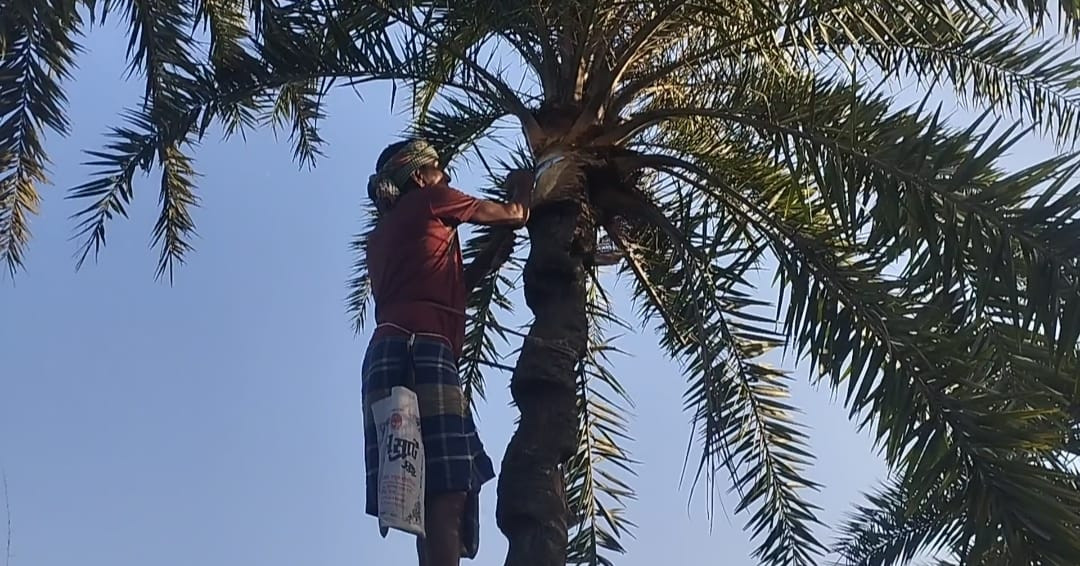 আসছে শীত, খেজুরের রস সংগ্রহে আগাম প্রস্তুতিতে ব্যস্ত গাছিরা ।